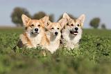 CORGI PEMBROKE 665
